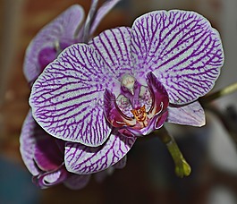 蘭花,開(kāi)花,紫