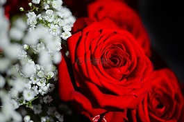 玫瑰,花,花瓣