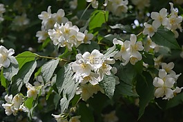 關(guān)閉,茉莉,廠