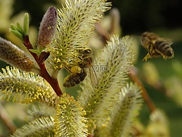 蜜蜂,花粉,昆蟲