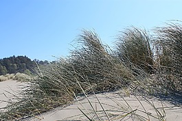 海景,加利福尼亞州,太平洋