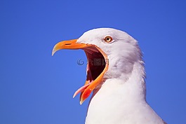 動物,鳥,鳥類