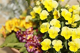 鮮花,潘茜,花卉園