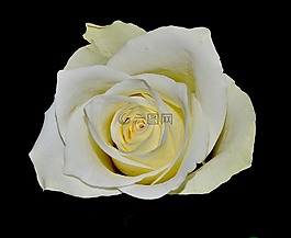 白玫瑰,蓬勃發(fā)展,廠