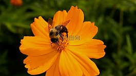 花,蜜蜂,昆蟲