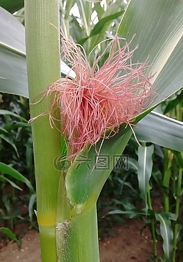 玉米,自然,農(nóng)業(yè)