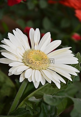 花,瑪格麗特,花瓣