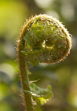 蕨類,蕨葉,綠色