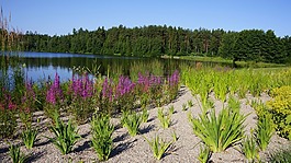 芬兰,景观,夏天