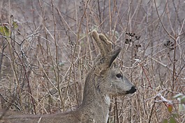 獐鹿,動(dòng)物區(qū)系,野生動(dòng)物