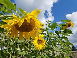 向日葵,陽光燦爛的日子,夏天