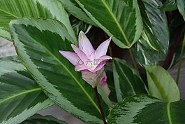 鲜花,粉红色的花朵,绿色的树叶