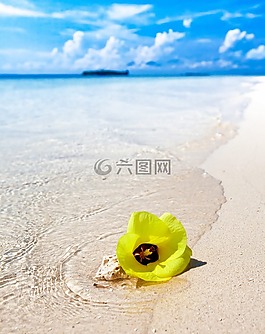 白色的沙滩,海滩,黄色的花朵