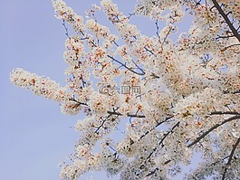 櫻花盛開,春天,鮮花