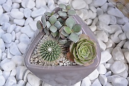 仙人掌,鍋,多汁