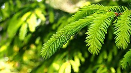 iglak,针,针叶树