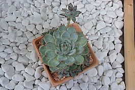 仙人掌,鍋,提供