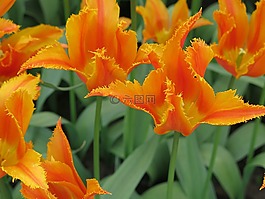 花,橙色,明亮的颜色