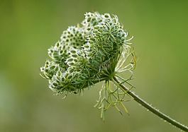 花,鮮花,性質(zhì)