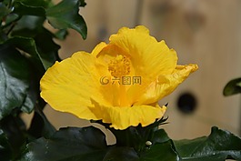 黃色的花,性質(zhì),花瓣