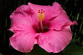 芙蓉,花,開花