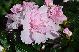 花,粉红色的花朵,颜色粉色