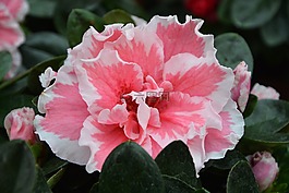 花,颜色粉色,性质