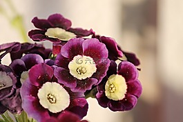 primelart,报春花,花