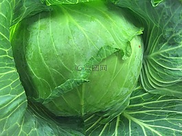 卷心菜,沙拉,食品