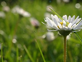 雛菊,花,廠