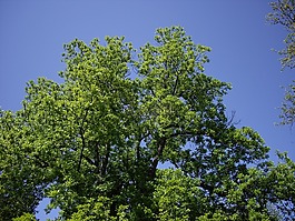 自然,樹,天空