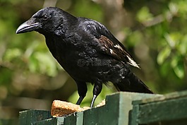 烏鴉,羽毛,鳥