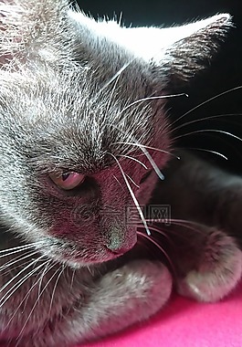 猫,品蓝的,灰色的猫
