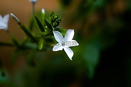 花,自然,花的