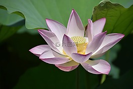 蓮花,花,植物