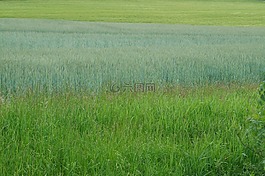 綠色,字段,草地