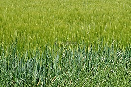 字段,綠色,草地