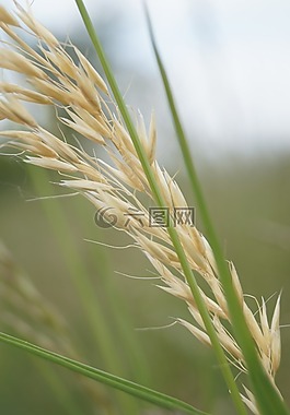 谷物,耳,綠色
