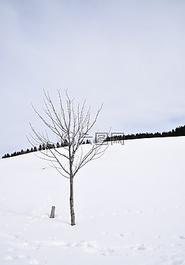 雪,黑林,白