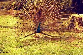 孔雀,動物,鳥