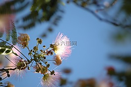 花,粉红色,天空
