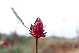 紅色,蔬菜花卉,食品