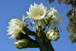 花,仙人掌開(kāi)花,鮮花