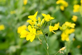 花,自然,花的