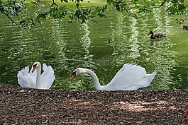 天鵝,湖,鳥(niǎo)