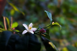 花,自然,花的