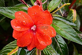 紅色,花,性質(zhì)