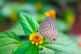 花,自然,花的