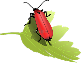 甲蟲,bug 昆蟲,葉