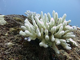 珊瑚,潛水,海